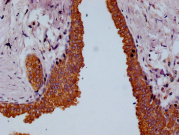 CSN2 Antibody