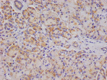 OS9 Antibody