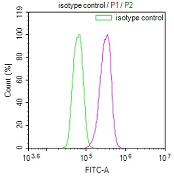 SENP1 Antibody