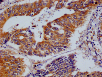 BCAP31 Antibody