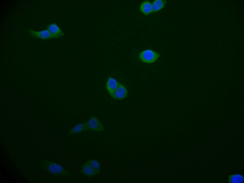 BCAP31 Antibody