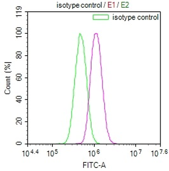 BCAP31 Antibody