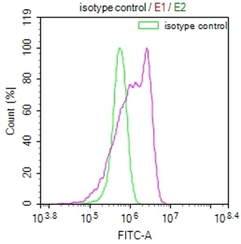 RPS19 Antibody