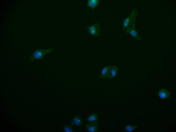PSME1 Antibody