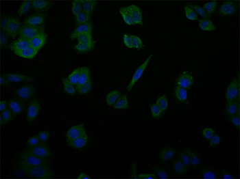 USP14 Antibody