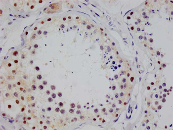 STAT4 Antibody