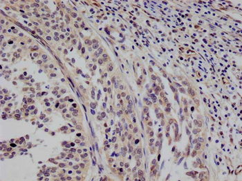 STAT4 Antibody