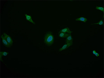 STAT4 Antibody