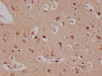 E2F4 Antibody
