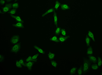 E2F4 Antibody