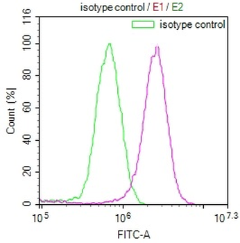 E2F4 Antibody