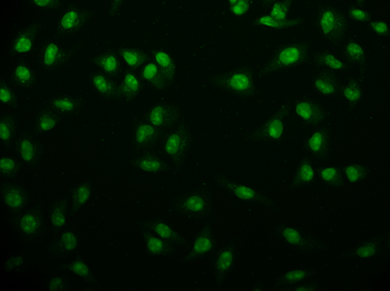USP22 Antibody