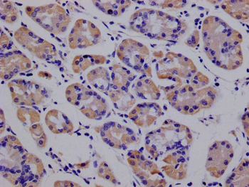 PRDX3 Antibody