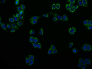 PRDX3 Antibody