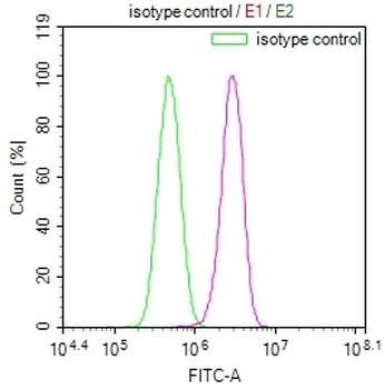 ENTPD1 Antibody