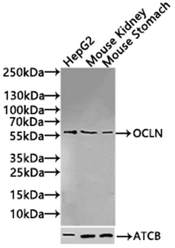 OCLN Antibody