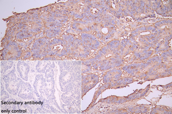 OCLN Antibody