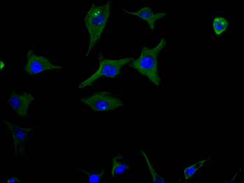 OCLN Antibody