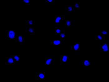 OCLN Antibody