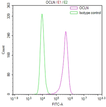 OCLN Antibody