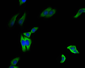 HSP90AB1 Antibody