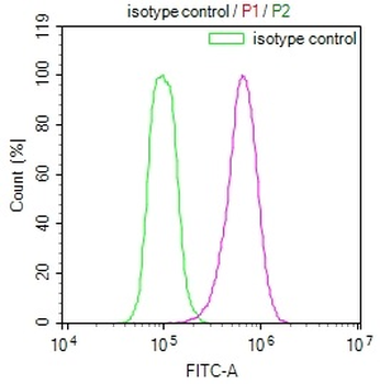 HSP90AB1 Antibody