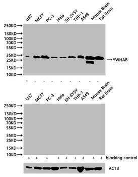 YWHAB Antibody