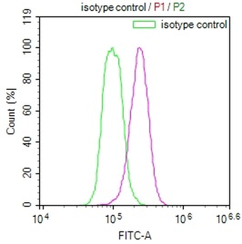 YWHAB Antibody