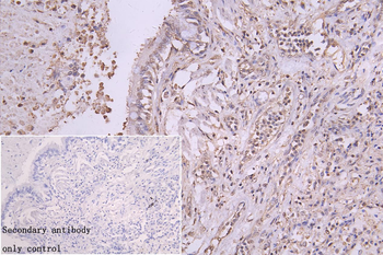 YWHAB Antibody