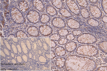 YWHAB Antibody