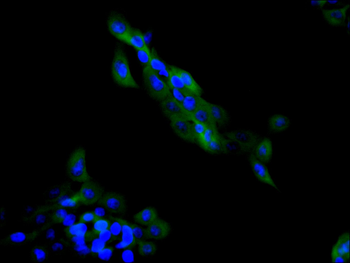 YWHAB Antibody