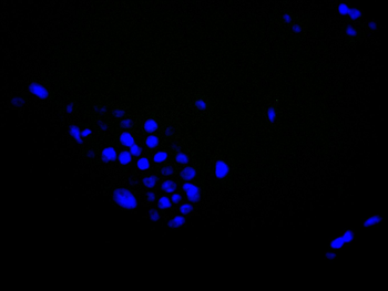 YWHAB Antibody