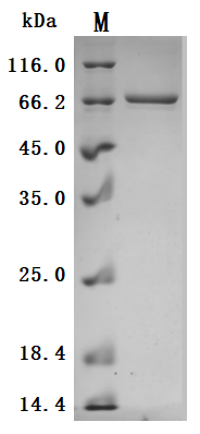 Human DSG3 Protein