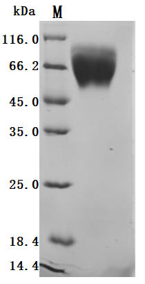 Human TPBG Protein