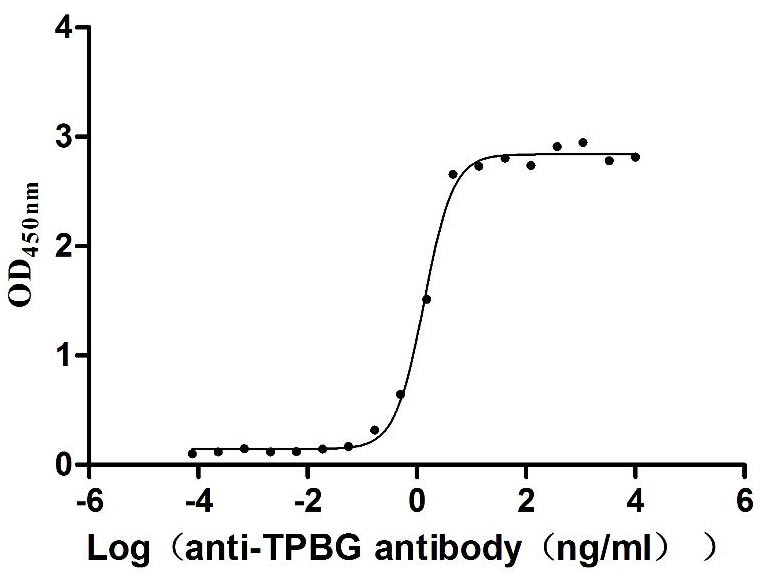 Human TPBG Protein