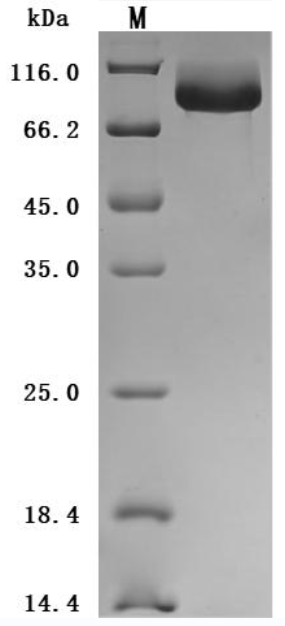 Mouse Cd93 Protein