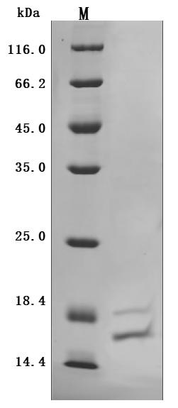 Human IL17A Protein