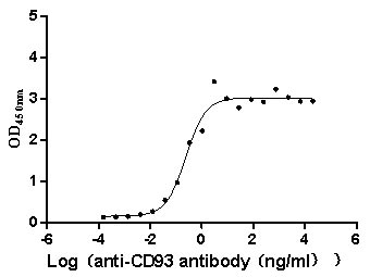 CD93 Protein