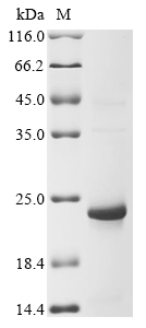 Xenopus rpl36 Protein