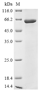 Human DSG3 Protein