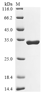 Rat Dmd Protein