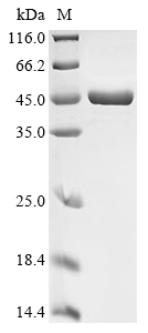 CNAG_05694 Protein
