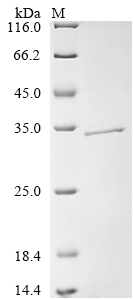Mal-059 Protein
