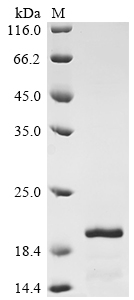 Human RNASE7 Protein
