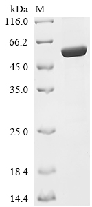 purF Protein