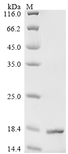 tusA Protein