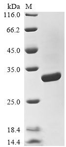 Human EBNA3 Protein