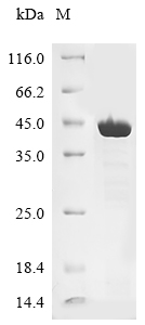 JC polyomavirus Minor capsid protein VP2 Protein