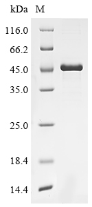 Human ANO5 Protein