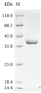 VP35 Protein